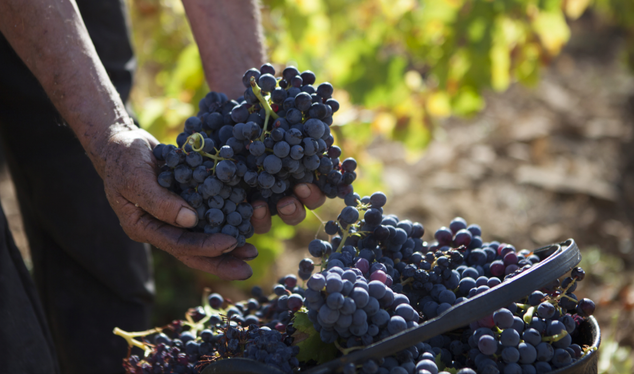 Hidden Wine Gems