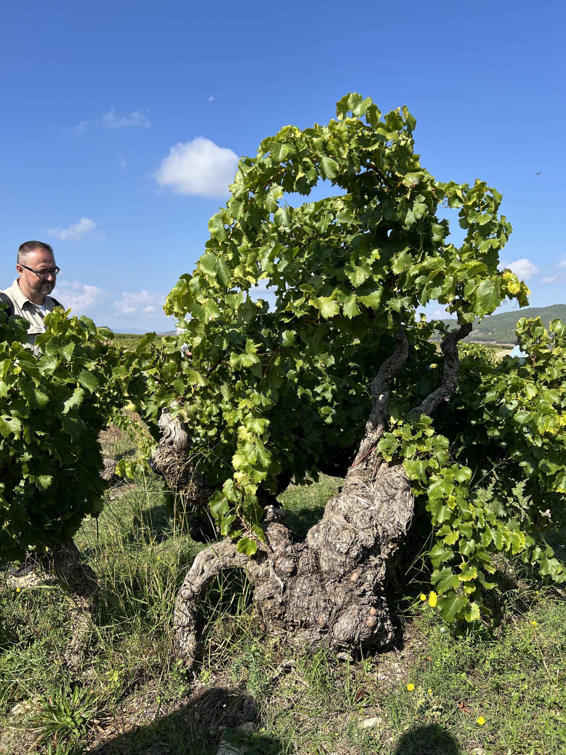 Hidden Wine Gems detalle